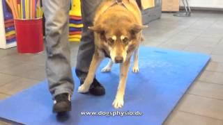 N. radialis Parese bei dogsphysio - Tierphysiotherapie von Sabine Harrer