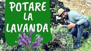 POTARE la LAVANDA: come e quando