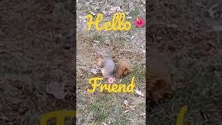 Watch this Sweet Squirrel ️ #peacefulnatureshorts #sweetwildlifeshort