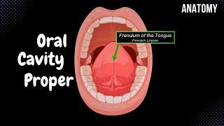 Oral Cavity Proper (Palate & Tongue) - Oral Cavity Anatomy