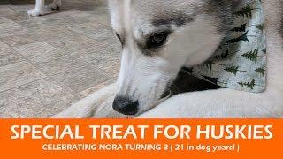 SPECIAL TREATS FOR HUSKIES | Celebrating Nora turning 21 in Dog Years!