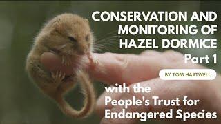 Conservation and Monitoring of Hazel Dormice (part 1)