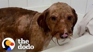 Matted Dog Is So Relieved To Get His First Bath Ever | The Dodo