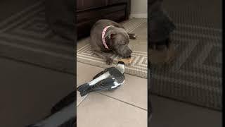 An English Staffy named Peggy is getting to know her new little magpie friend .