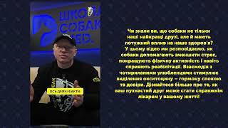 ЯК СОБАКИ ПОКРАЩУЮТЬ НАШЕ ЗДОРОВ’Я І Школа для собак Dred