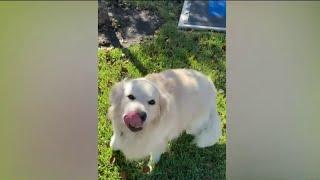 Family's beloved dog dies at local boarding facility