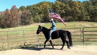 Tarp/Flag/Roundpen/Bareback