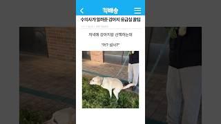 수의사가 알려준 강아지 응급실 꿀팁