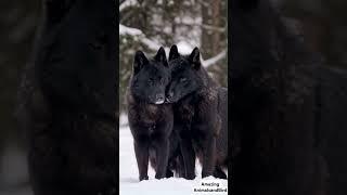 Snow Black Wolves Share a Heartwarming Smooch in Winter Wonderland | Rare Wolf Affection