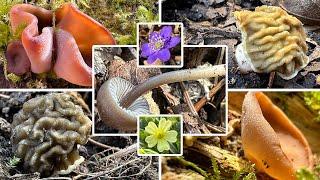 Verpeln & Morels in March | Spring in Bavaria | Floodplain mushrooms on March 21, 2025 | Cone-sha...