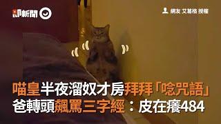 喵皇半夜溜奴才房拜拜「唸咒語」　爸轉頭飆罵三字經：皮在癢484│寵物│貓咪