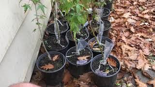 Japanese Maple Grafting