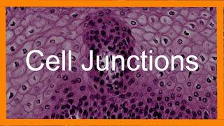 Epithelial Cell Junctions