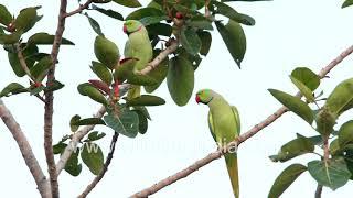 Know your Urban birds - Common Myna, Oriental Magpie Robin, Rose-ringed Parakeet