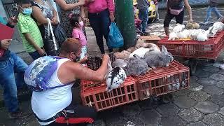 Rabbits are sold and tortured in Ecuador