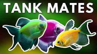 TOP 5 BEST GLOFISH TANK MATES FOR YOUR AQUARIUM