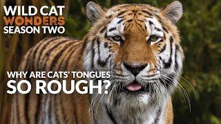 Why are Cats' Tongues so ROUGH? | Wild Cat Wonders | Season 2 Episode 2