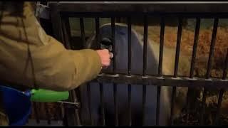 Лапы Диксона ..Видео Московского зоопарка...Paws of Dixon .. Video of the Moscow Zoo...