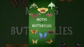 Moths vs Butterflies?