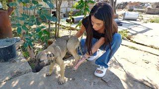 Stray Puppy Cries Every Time She is Touched Until This Woman Spotted Her