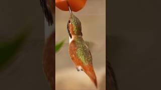 Turn on the sound to hear this Allen's hummingbird buzzing #hummingbirds #birds