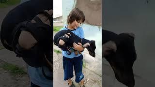 ‍‍Мальчишки и девчонки,а также их родители!Весёлые истории увидеть не хотите?️Богдан и Клёпа 