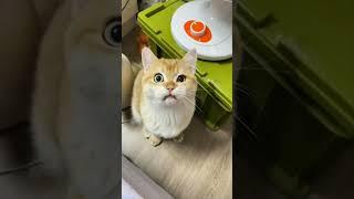 Cats Make Us Laugh All The Time! - Ultra Funny Cat Videos | Funny Animals World | #Shorts