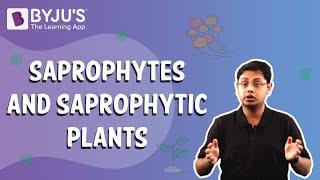 Saprophytes and Saprophytic Plants