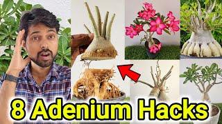 8 Adenium plant Hacks | How to get Adenium Caudex Bigger