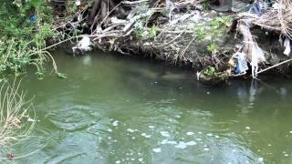 Real Fish Bait Swimbait: Hardbait Shad catches Bass in Urban Creek