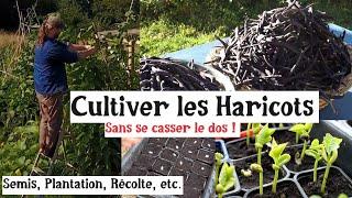 Les Haricots au Potager !