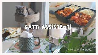 Gatti assistenti: una giornata in casa con i miei pelosi amici