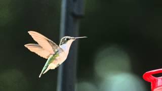 Super Slow Motion Hummingbird HD Flight Video Hovering at Bird Feeder Slow Mo Wing Speed Video View