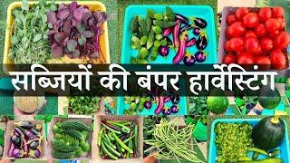 Most Significant Harvest of Organic Summer Vegetables From Rooftop Vegetable Terrace Garden May 2023