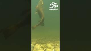 Lil General Drop Shot Smallmouth Bass #shorts