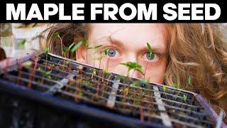 How To Grow Japanese Maple From Seed Stratification and Germination