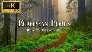 European Forest Soundscape 4K - Relaxing Ambience, White Noise ASMR & Nature Sounds by Scenic Sound