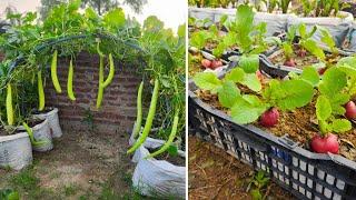 Easy To Grow Vegetables IN Containers (From Seed To Harvest)