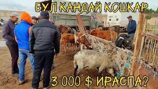 19-Май Тахтакопир Мал базары 3 000 $ га сатылган кошкар тамаша етемиз #Тахтакопирмалбазар#малбазар
