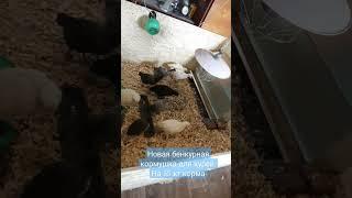 Новая кормушка. Добрая ферма #chicken #chick #farm