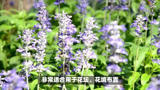 萨丽芳鼠尾草：蓝色系的清新花穗，耐热耐晒、且无需过多打