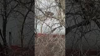 Ну вот, опять не успел, в кормушке пусто-все съели!!!!