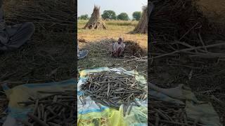 Pind di khubsorti #villagelife #motagharbi #punjabi #moosewala #nature