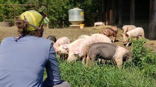 Training Your Pastured Pigs