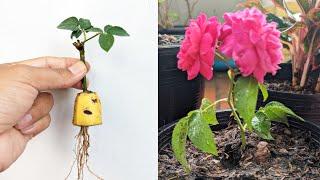 Grow roses by pruning them with bananas, grow very fast