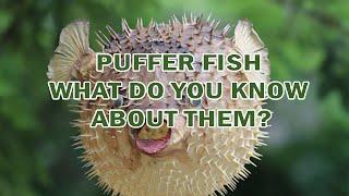 PUFFER FISH | WHAT DO YOU KNOW ABOUT THEM?