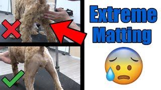 Female Cockapoo Matted Sanitary Clip | Pro Grooming Tutorial