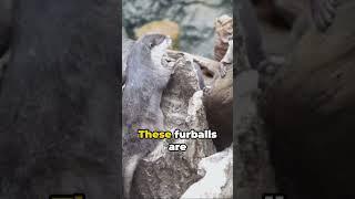 The Secret Life of: Otters - Otterly Adorable