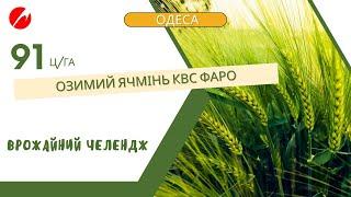 Врожай озимого ячменю КВС ФАРО — 91 ц/га! Досягнення сезону 2024