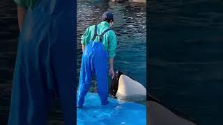 Orca Whisperers: Training, Intelligence & The Ethics of Keeping Killer Whales | SomanyMedia #shorts